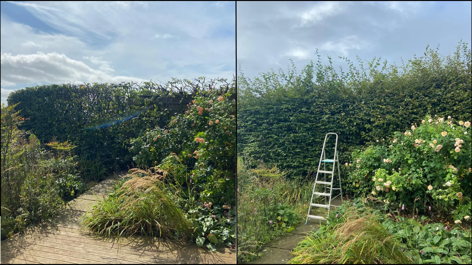 Tall hedge with climbing roses trimmed back neatly
