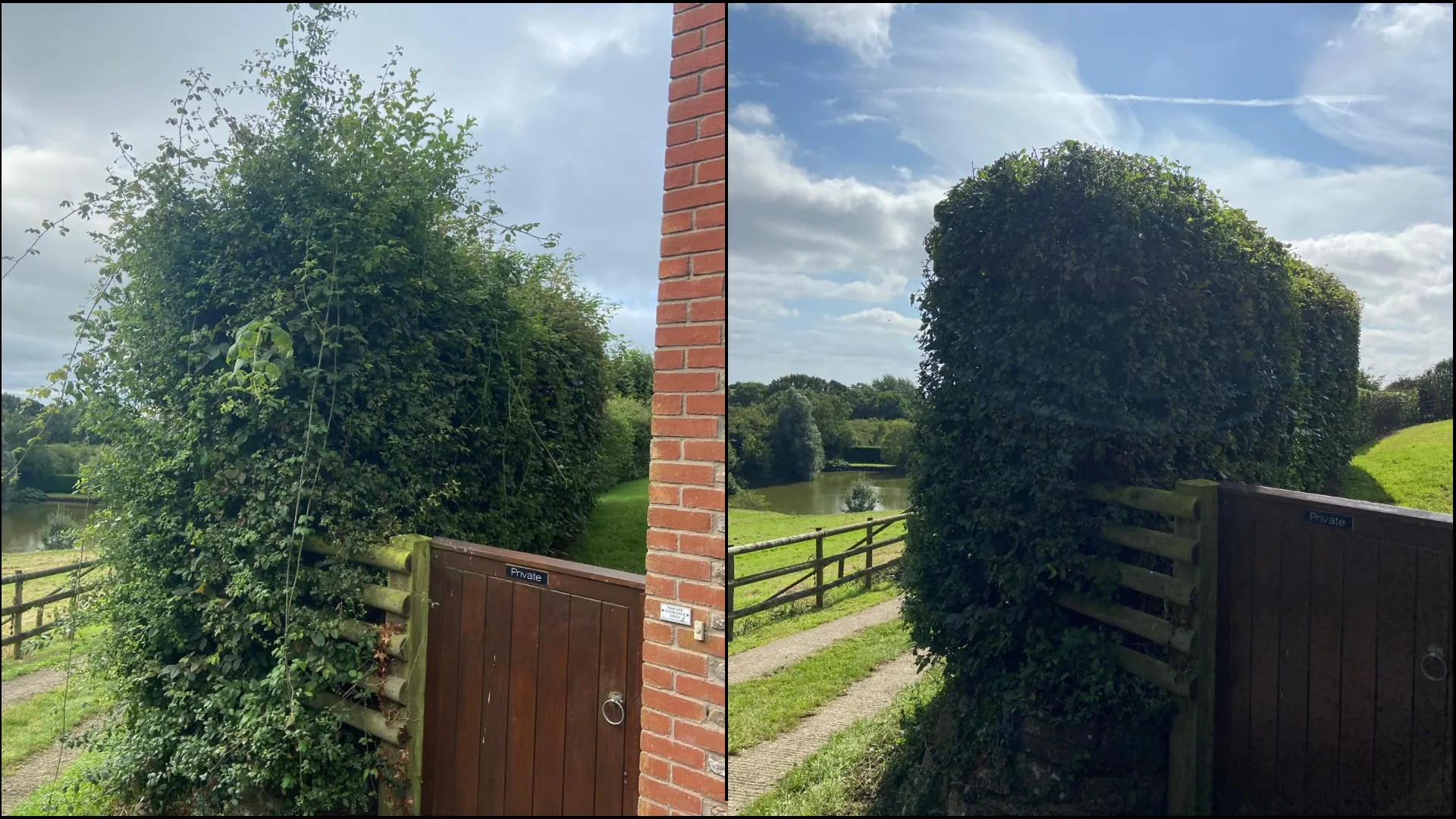 Overgrown hedge and gate pillar reshaped to a clean line by Buxton Tree Care