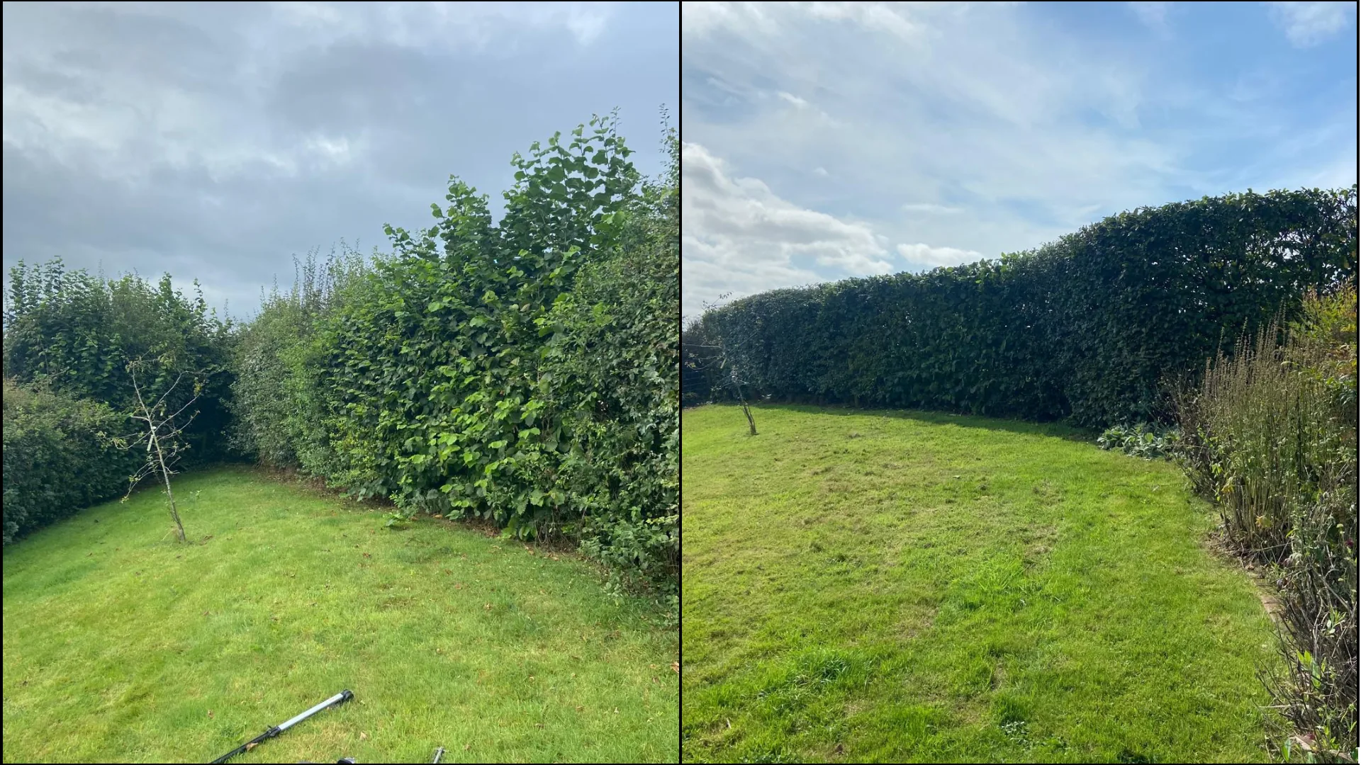 Garden hazel hedge trimmed and tidied above a lawn