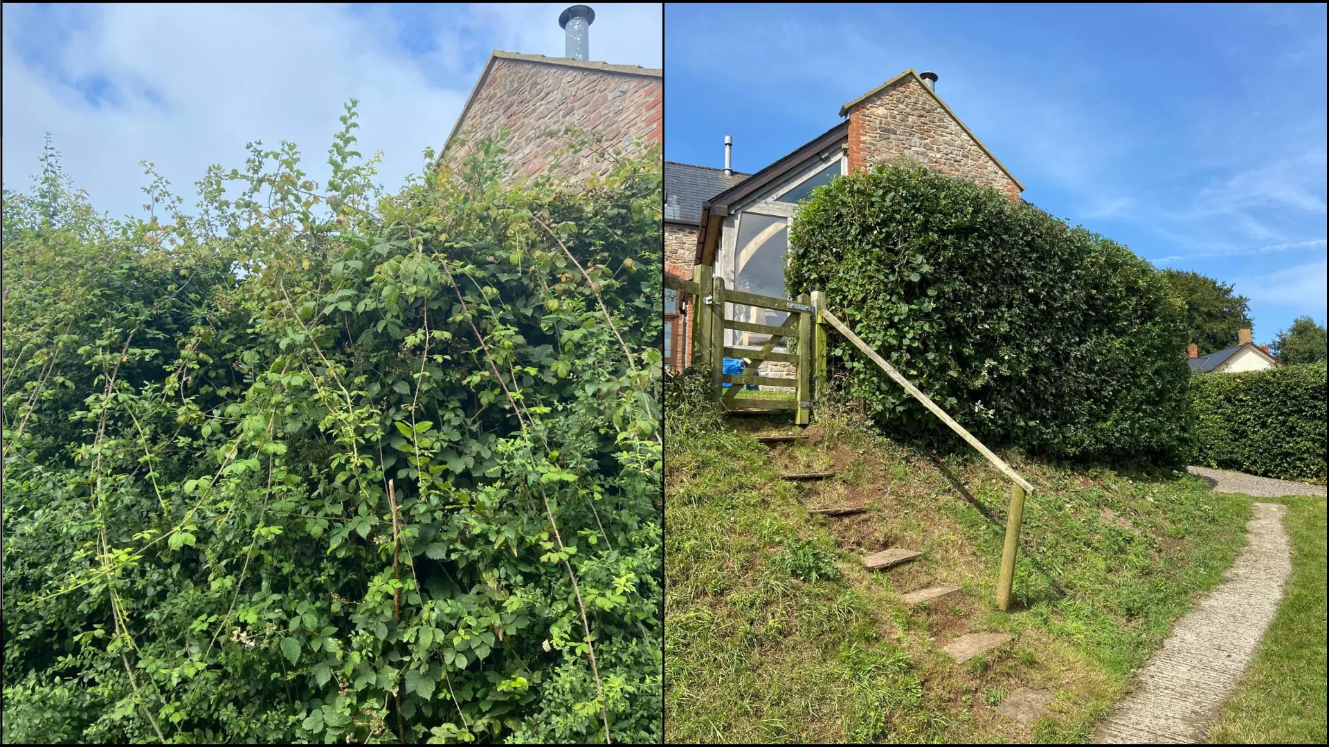 Overgrown boundary cleared to a neat hedge with a path