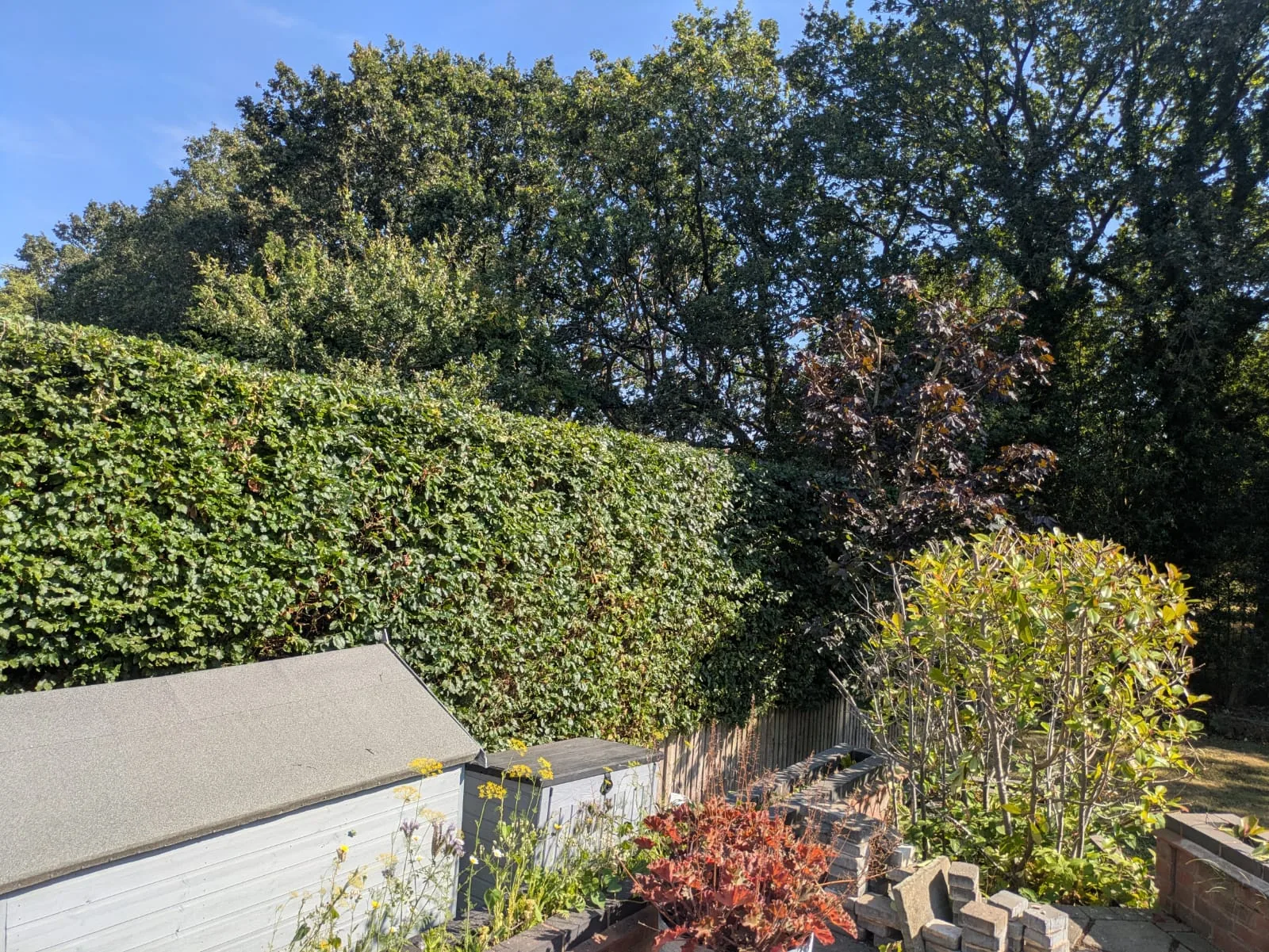 Hedge Cutting