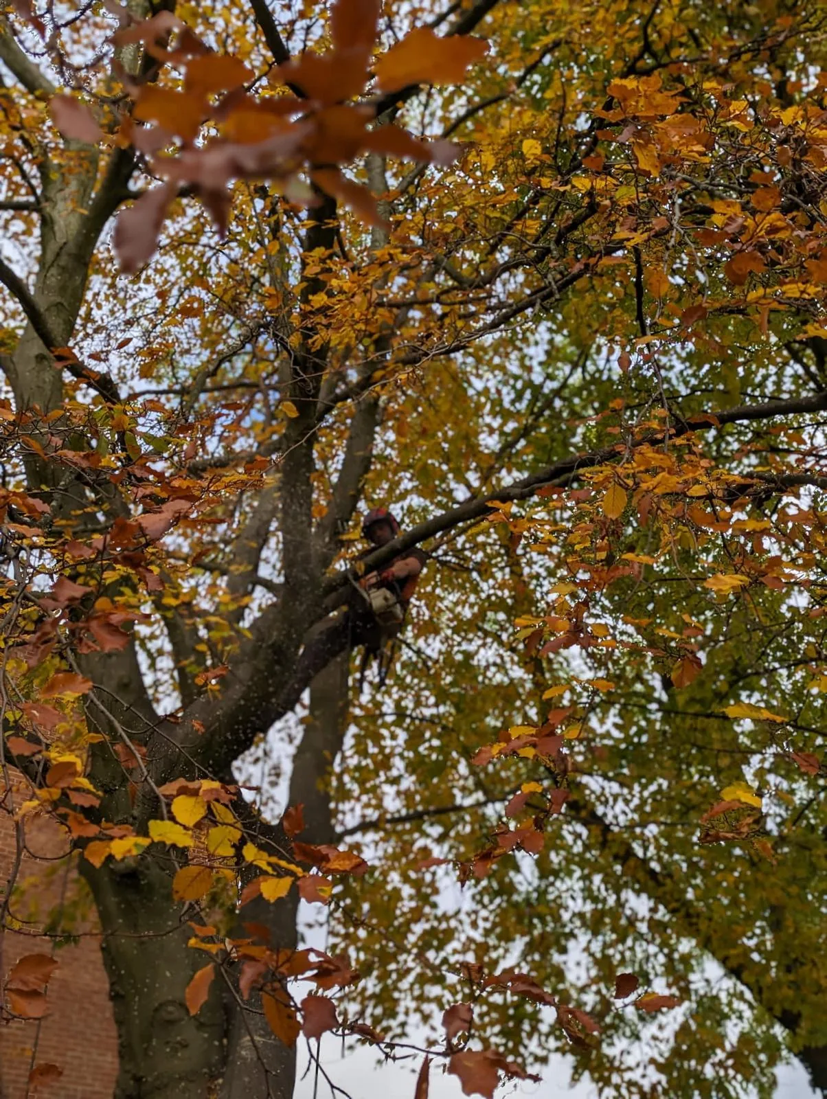 Tree surgeon high in an autumn beech during a pruning job near Buxton