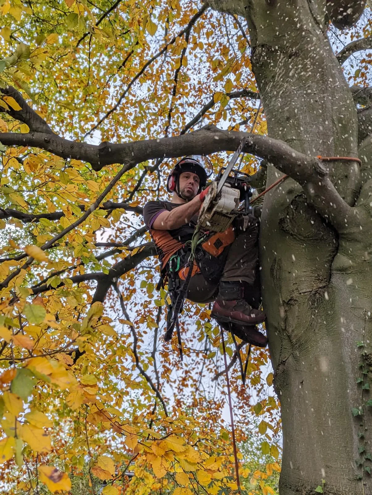 Tree Pruning