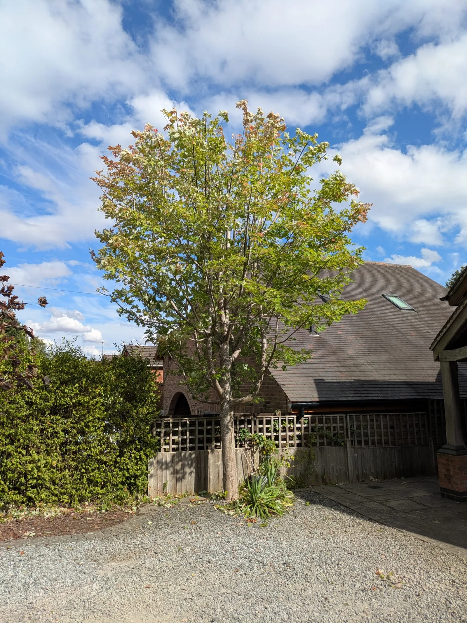 Mature maple tree assessed for pruning outside a High Peak home