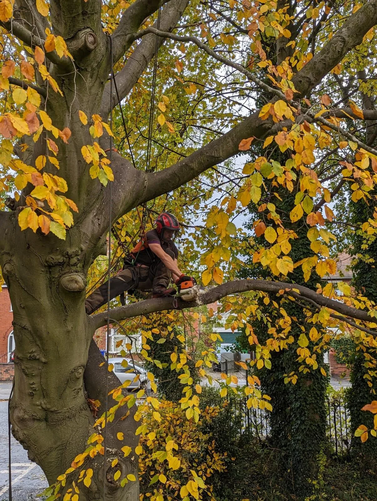 Arborist cutting a branch in a yellow-leaved beech tree