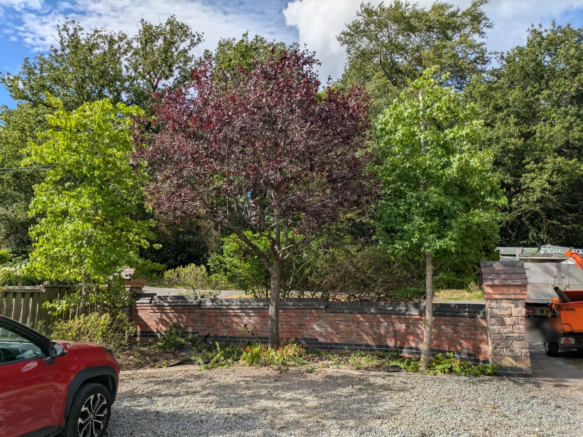 Tree work site with equipment and a purple maple ready for pruning