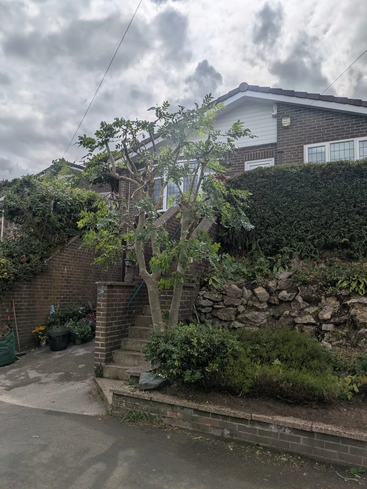 Small tree by a property assessed before pruning in the High Peak