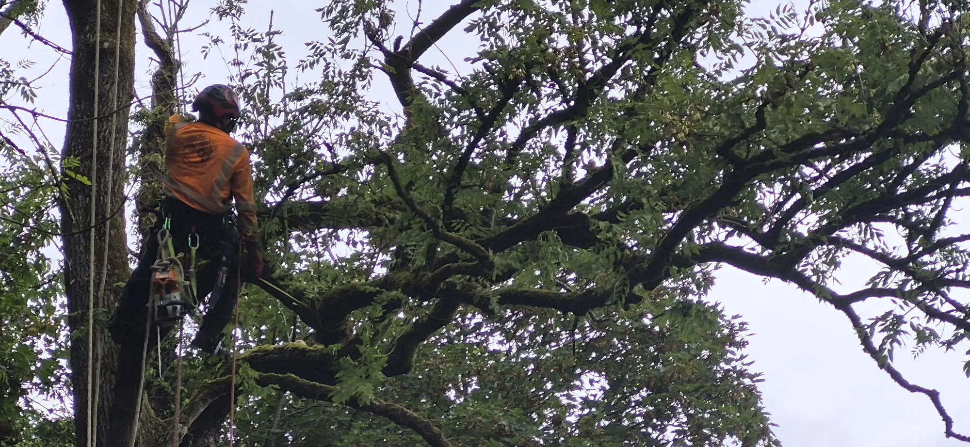Climber working in a large green tree during a canopy thin