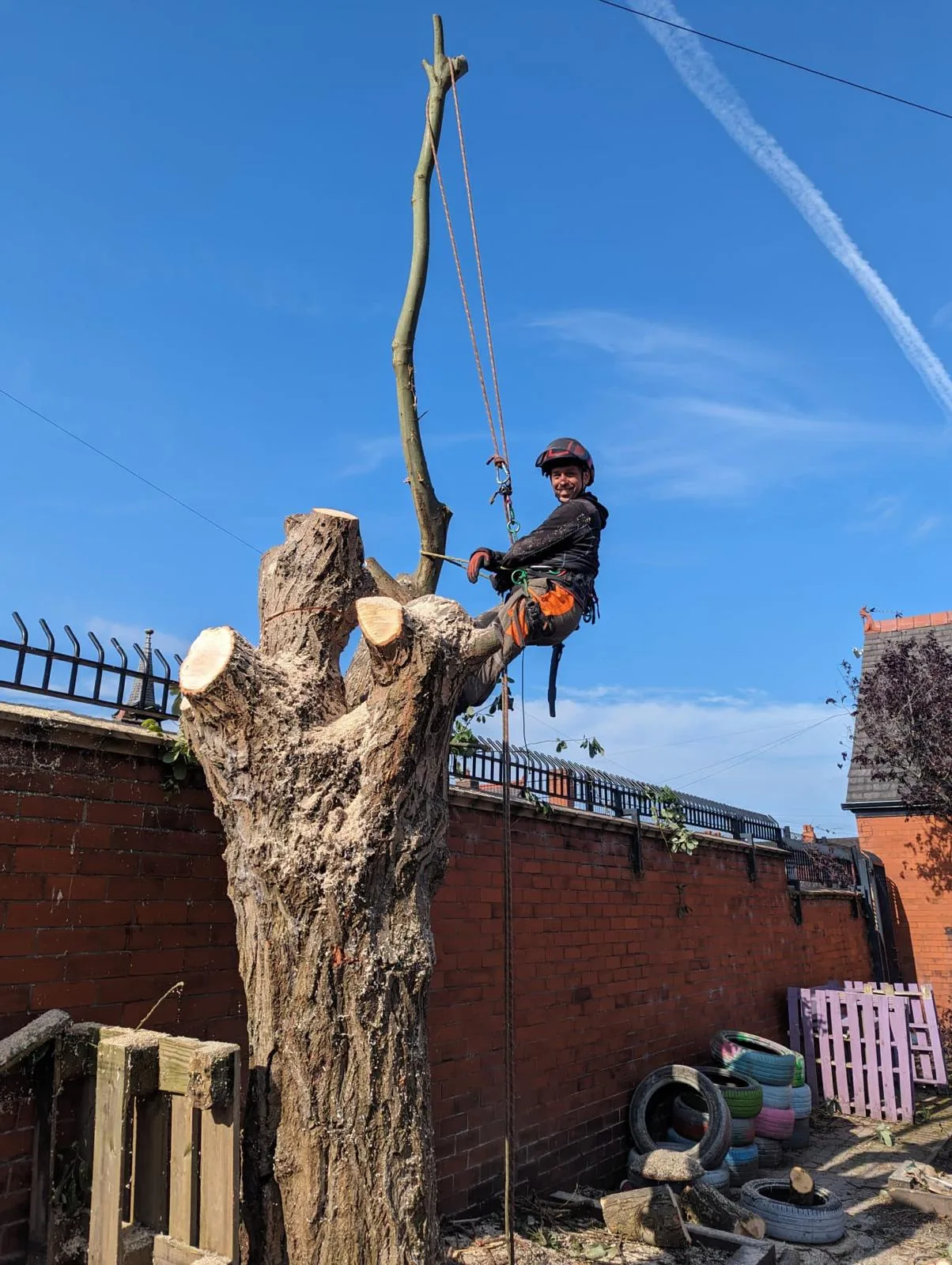 Tree Removal