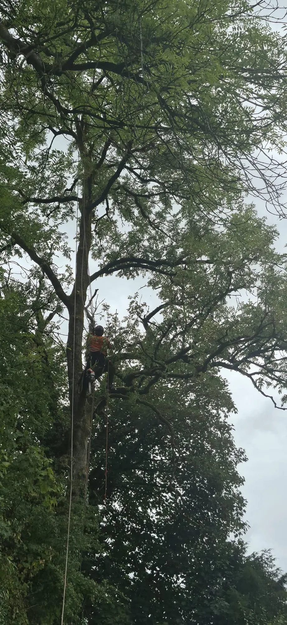 Arborist high in a tall ash carrying out removal work at height
